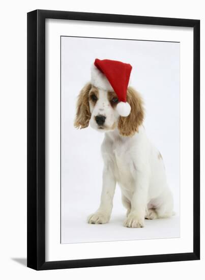 Orange Roan Cocker Spaniel Puppy, Blossom, Wearing Father Christmas Hat-Mark Taylor-Framed Premium Photographic Print