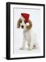 Orange Roan Cocker Spaniel Puppy, Blossom, Wearing Father Christmas Hat-Mark Taylor-Framed Premium Photographic Print