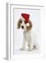 Orange Roan Cocker Spaniel Puppy, Blossom, Wearing Father Christmas Hat-Mark Taylor-Framed Premium Photographic Print