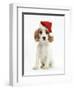 Orange Roan Cocker Spaniel Puppy, Blossom, Wearing Father Christmas Hat-Mark Taylor-Framed Premium Photographic Print