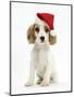 Orange Roan Cocker Spaniel Puppy, Blossom, Wearing Father Christmas Hat-Mark Taylor-Mounted Premium Photographic Print