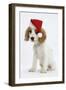 Orange Roan Cocker Spaniel Puppy, Blossom, Wearing Father Christmas Hat-Mark Taylor-Framed Photographic Print