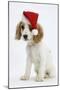 Orange Roan Cocker Spaniel Puppy, Blossom, Wearing Father Christmas Hat-Mark Taylor-Mounted Photographic Print