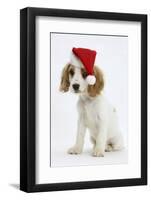 Orange Roan Cocker Spaniel Puppy, Blossom, Wearing Father Christmas Hat-Mark Taylor-Framed Photographic Print