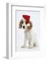 Orange Roan Cocker Spaniel Puppy, Blossom, Wearing Father Christmas Hat-Mark Taylor-Framed Photographic Print