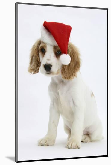 Orange Roan Cocker Spaniel Puppy, Blossom, Wearing Father Christmas Hat-Mark Taylor-Mounted Photographic Print