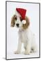 Orange Roan Cocker Spaniel Puppy, Blossom, Wearing Father Christmas Hat-Mark Taylor-Mounted Photographic Print