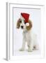 Orange Roan Cocker Spaniel Puppy, Blossom, Wearing Father Christmas Hat-Mark Taylor-Framed Photographic Print