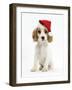 Orange Roan Cocker Spaniel Puppy, Blossom, Wearing Father Christmas Hat-Mark Taylor-Framed Photographic Print