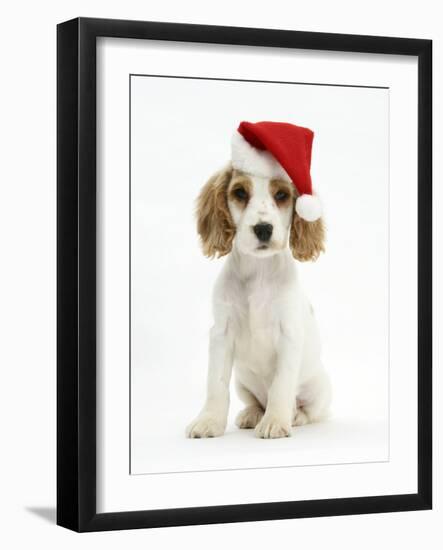 Orange Roan Cocker Spaniel Puppy, Blossom, Wearing Father Christmas Hat-Mark Taylor-Framed Photographic Print