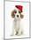 Orange Roan Cocker Spaniel Puppy, Blossom, Wearing Father Christmas Hat-Mark Taylor-Mounted Photographic Print