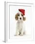 Orange Roan Cocker Spaniel Puppy, Blossom, Wearing Father Christmas Hat-Mark Taylor-Framed Photographic Print