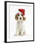 Orange Roan Cocker Spaniel Puppy, Blossom, Wearing Father Christmas Hat-Mark Taylor-Framed Photographic Print