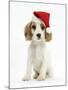 Orange Roan Cocker Spaniel Puppy, Blossom, Wearing Father Christmas Hat-Mark Taylor-Mounted Photographic Print