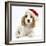 Orange Roan Cocker Spaniel Puppy, Blossom, Wearing Father Christmas Hat-Mark Taylor-Framed Photographic Print