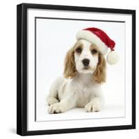 Orange Roan Cocker Spaniel Puppy, Blossom, Wearing Father Christmas Hat-Mark Taylor-Framed Photographic Print