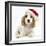 Orange Roan Cocker Spaniel Puppy, Blossom, Wearing Father Christmas Hat-Mark Taylor-Framed Photographic Print