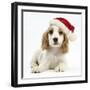 Orange Roan Cocker Spaniel Puppy, Blossom, Wearing Father Christmas Hat-Mark Taylor-Framed Photographic Print