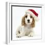 Orange Roan Cocker Spaniel Puppy, Blossom, Wearing Father Christmas Hat-Mark Taylor-Framed Photographic Print