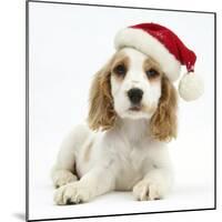 Orange Roan Cocker Spaniel Puppy, Blossom, Wearing Father Christmas Hat-Mark Taylor-Mounted Photographic Print