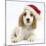 Orange Roan Cocker Spaniel Puppy, Blossom, Wearing Father Christmas Hat-Mark Taylor-Mounted Photographic Print