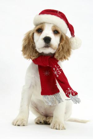 Orange Roan Cocker Spaniel Puppy, Blossom, Wearing Scarf and Father  Christmas Hat' Photographic Print - Mark Taylor | AllPosters.com