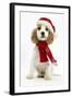 Orange Roan Cocker Spaniel Puppy, Blossom, Wearing Scarf and Father Christmas Hat-Mark Taylor-Framed Photographic Print