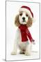 Orange Roan Cocker Spaniel Puppy, Blossom, Wearing Scarf and Father Christmas Hat-Mark Taylor-Mounted Photographic Print