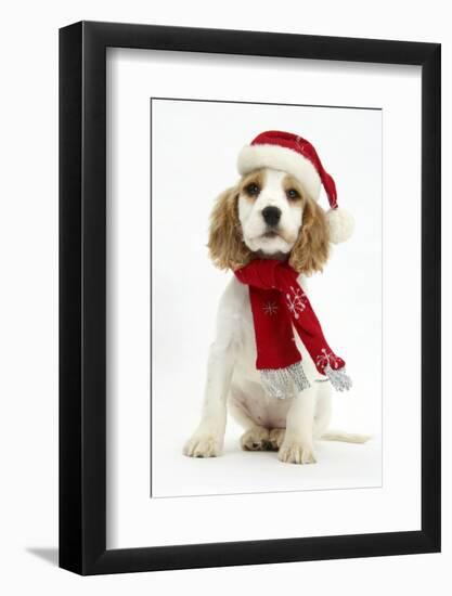 Orange Roan Cocker Spaniel Puppy, Blossom, Wearing Scarf and Father Christmas Hat-Mark Taylor-Framed Photographic Print