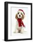 Orange Roan Cocker Spaniel Puppy, Blossom, Wearing Scarf and Father Christmas Hat-Mark Taylor-Framed Photographic Print