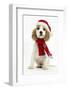 Orange Roan Cocker Spaniel Puppy, Blossom, Wearing Scarf and Father Christmas Hat-Mark Taylor-Framed Photographic Print
