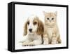 Orange Roan Cocker Spaniel Puppy, Blossom, with Ginger Kitten-Mark Taylor-Framed Stretched Canvas