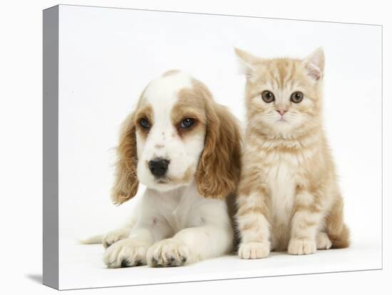 Orange Roan Cocker Spaniel Puppy, Blossom, with Ginger Kitten-Mark Taylor-Stretched Canvas