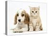 Orange Roan Cocker Spaniel Puppy, Blossom, with Ginger Kitten-Mark Taylor-Stretched Canvas