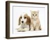 Orange Roan Cocker Spaniel Puppy, Blossom, with Ginger Kitten-Mark Taylor-Framed Photographic Print