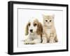 Orange Roan Cocker Spaniel Puppy, Blossom, with Ginger Kitten-Mark Taylor-Framed Photographic Print