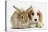 Orange Roan Cocker Spaniel Puppy, Blossom, with Sandy Lionhead-Cross Rabbit-Mark Taylor-Stretched Canvas