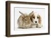 Orange Roan Cocker Spaniel Puppy, Blossom, with Sandy Lionhead-Cross Rabbit-Mark Taylor-Framed Photographic Print