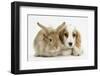 Orange Roan Cocker Spaniel Puppy, Blossom, with Sandy Lionhead-Cross Rabbit-Mark Taylor-Framed Photographic Print