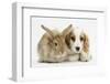 Orange Roan Cocker Spaniel Puppy, Blossom, with Sandy Lionhead-Cross Rabbit-Mark Taylor-Framed Photographic Print