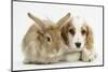 Orange Roan Cocker Spaniel Puppy, Blossom, with Sandy Lionhead-Cross Rabbit-Mark Taylor-Mounted Photographic Print