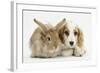 Orange Roan Cocker Spaniel Puppy, Blossom, with Sandy Lionhead-Cross Rabbit-Mark Taylor-Framed Photographic Print