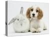 Orange Roan Cocker Spaniel Puppy, Blossom, with White Rabbit-Mark Taylor-Stretched Canvas