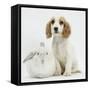 Orange Roan Cocker Spaniel Puppy, Blossom, with White Rabbit-Mark Taylor-Framed Stretched Canvas