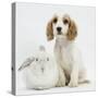 Orange Roan Cocker Spaniel Puppy, Blossom, with White Rabbit-Mark Taylor-Stretched Canvas