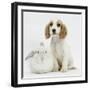 Orange Roan Cocker Spaniel Puppy, Blossom, with White Rabbit-Mark Taylor-Framed Photographic Print