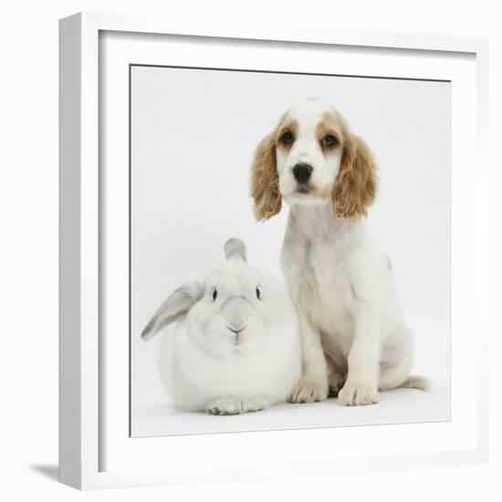 Orange Roan Cocker Spaniel Puppy, Blossom, with White Rabbit-Mark Taylor-Framed Photographic Print