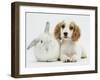 Orange Roan Cocker Spaniel Puppy, Blossom, with White Rabbit-Mark Taylor-Framed Photographic Print