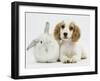 Orange Roan Cocker Spaniel Puppy, Blossom, with White Rabbit-Mark Taylor-Framed Photographic Print