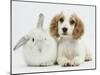 Orange Roan Cocker Spaniel Puppy, Blossom, with White Rabbit-Mark Taylor-Mounted Photographic Print